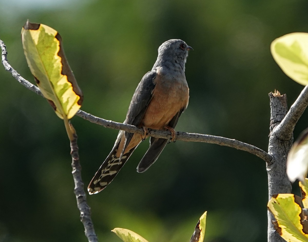 Plaintive Cuckoo - ML647222292