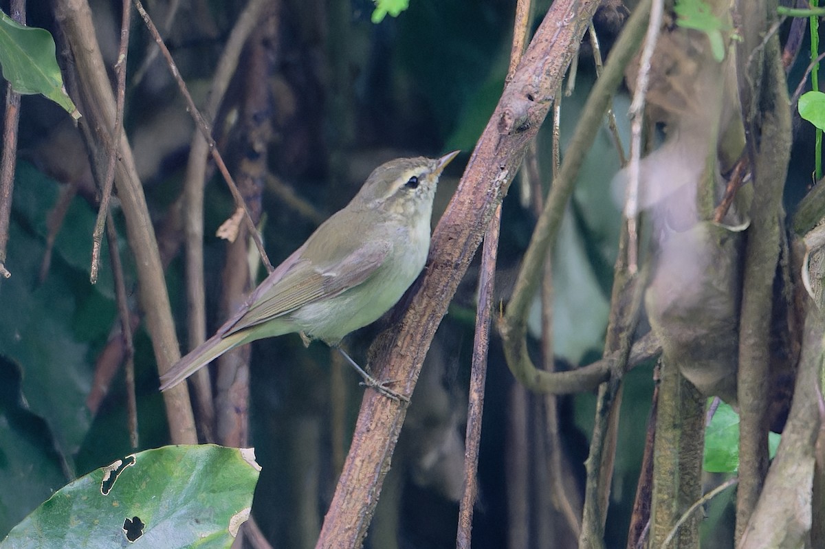 østsanger - ML647222294