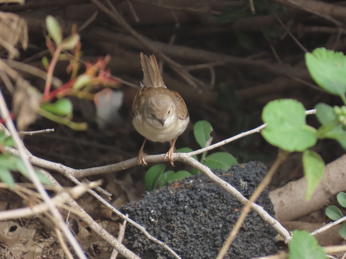 Greater Whitethroat - ML647222297