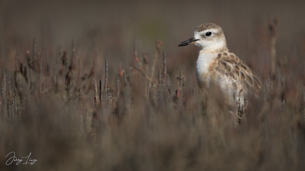 Red-breasted Dotterel - ML647222318