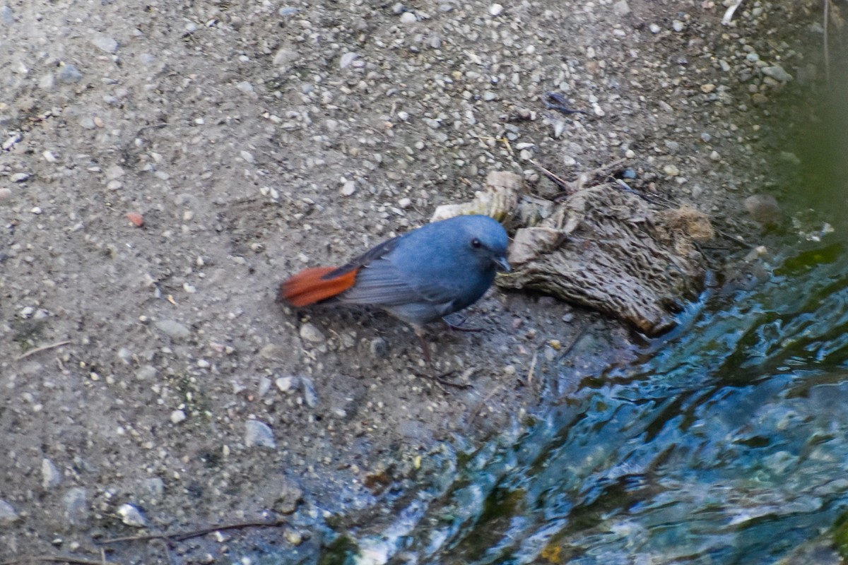 Plumbeous Redstart - ML647222321