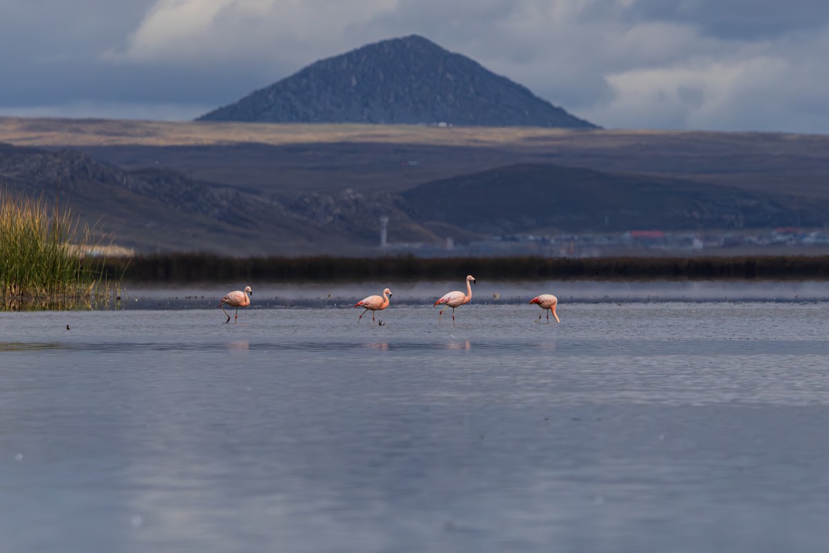 plameňák chilský - ML647222335