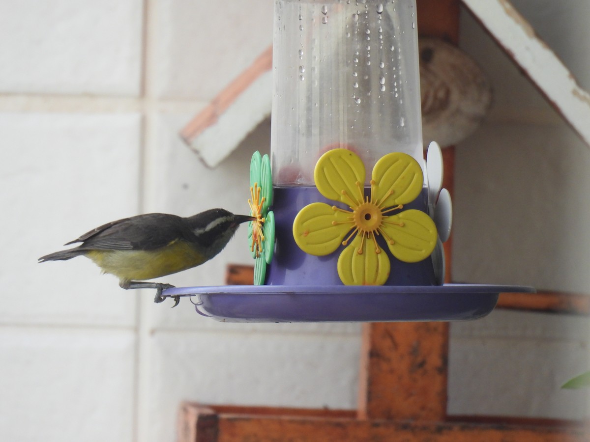 Sucrier à ventre jaune - ML647222336