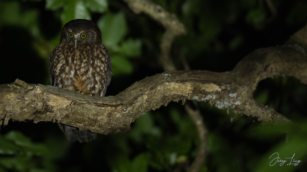 Morepork - ML647222344