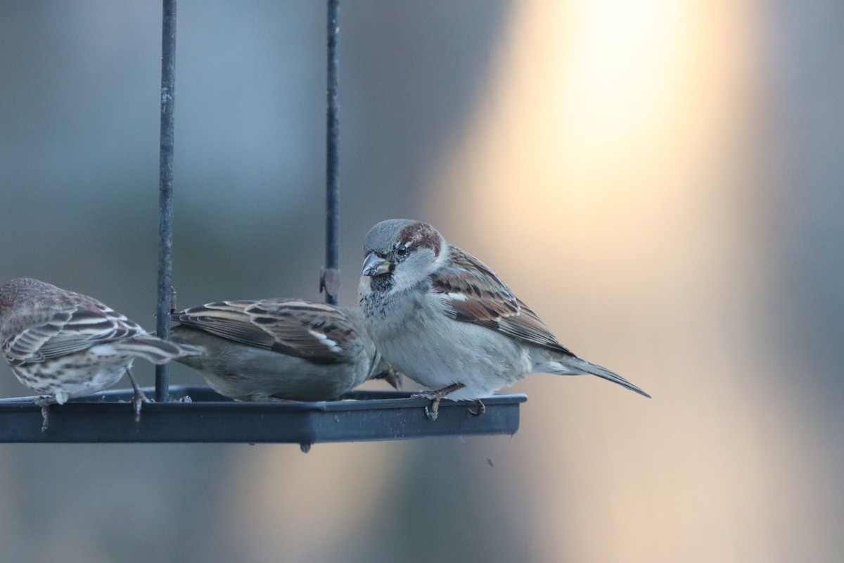 House Sparrow - ML647222345