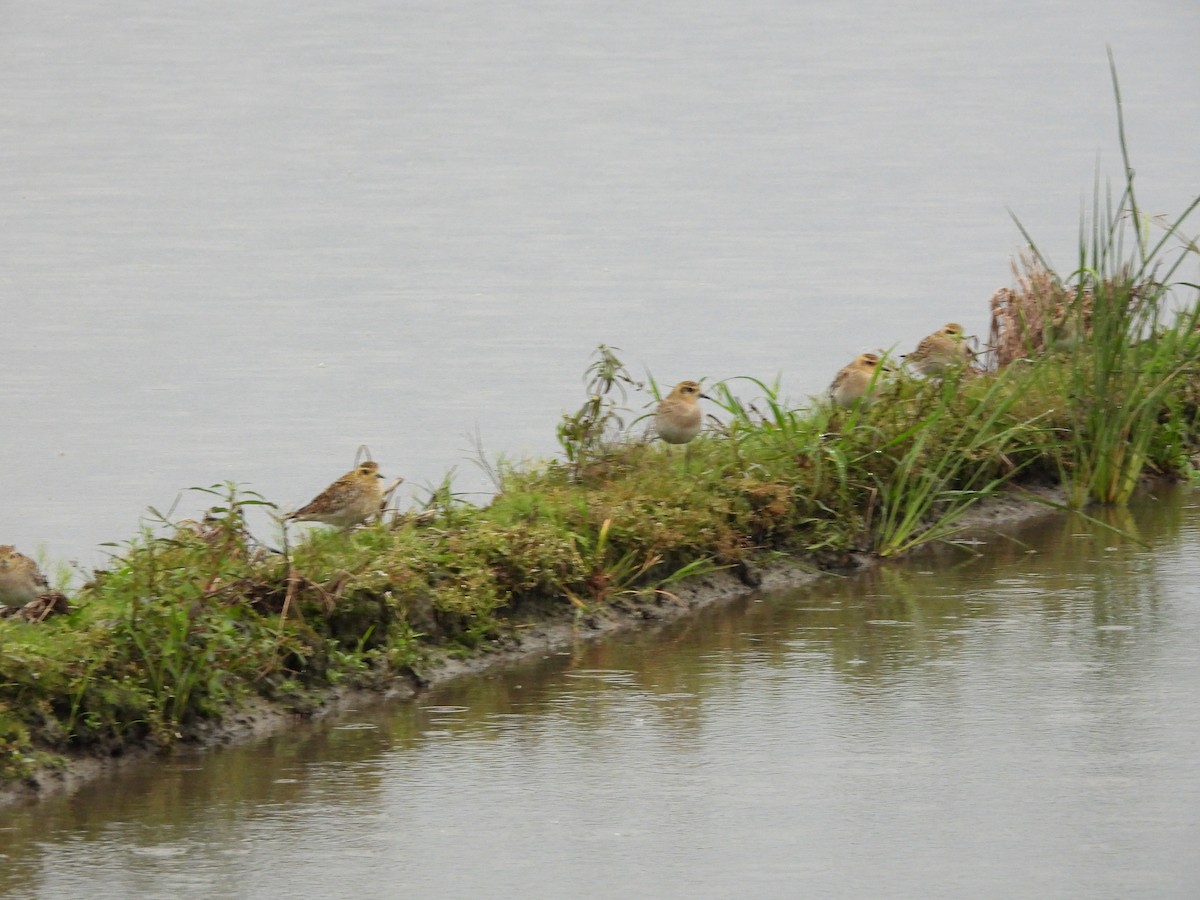 kulík pacifický - ML647222348