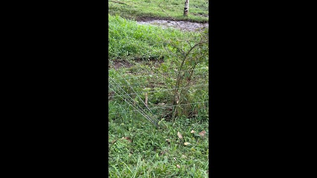 slípka žlutonohá - ML647222360