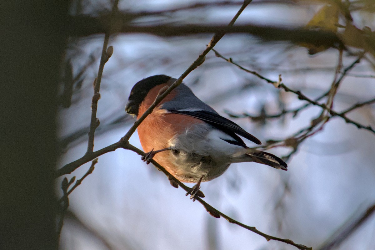 Eurasian Bullfinch - ML647222361