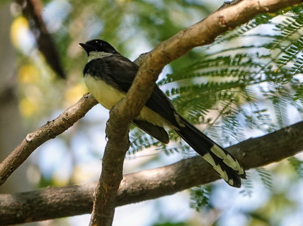 Büyük Boz Katmerkuyruk - ML647222370