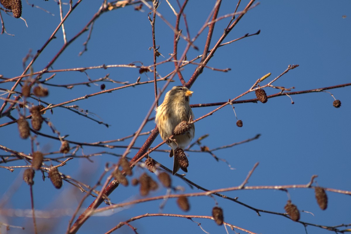 Redpoll (Lesser) - ML647222371