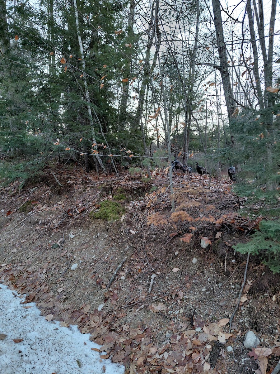 Guajolote Gallipavo - ML647222373