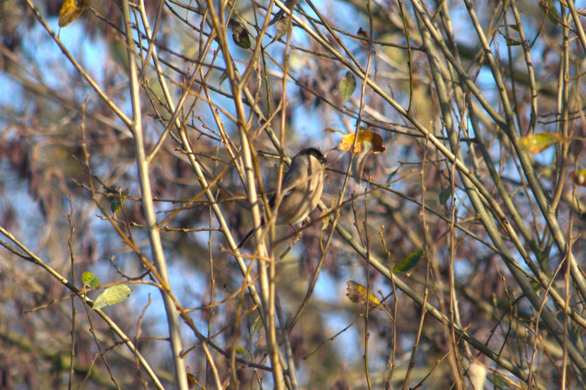 Eurasian Bullfinch - ML647222378