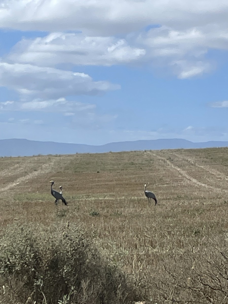 Blue Crane - ML647222385