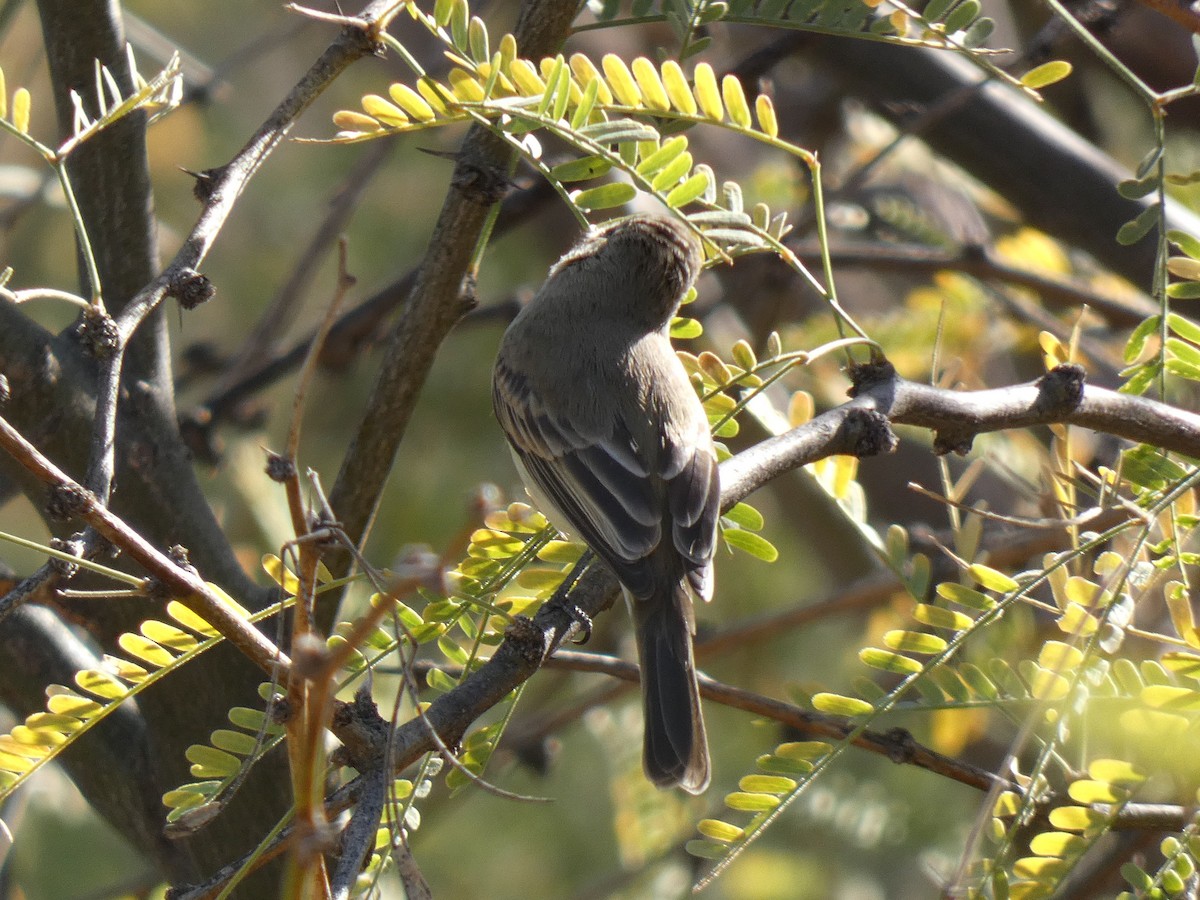 nordglattyrannulett - ML647222387