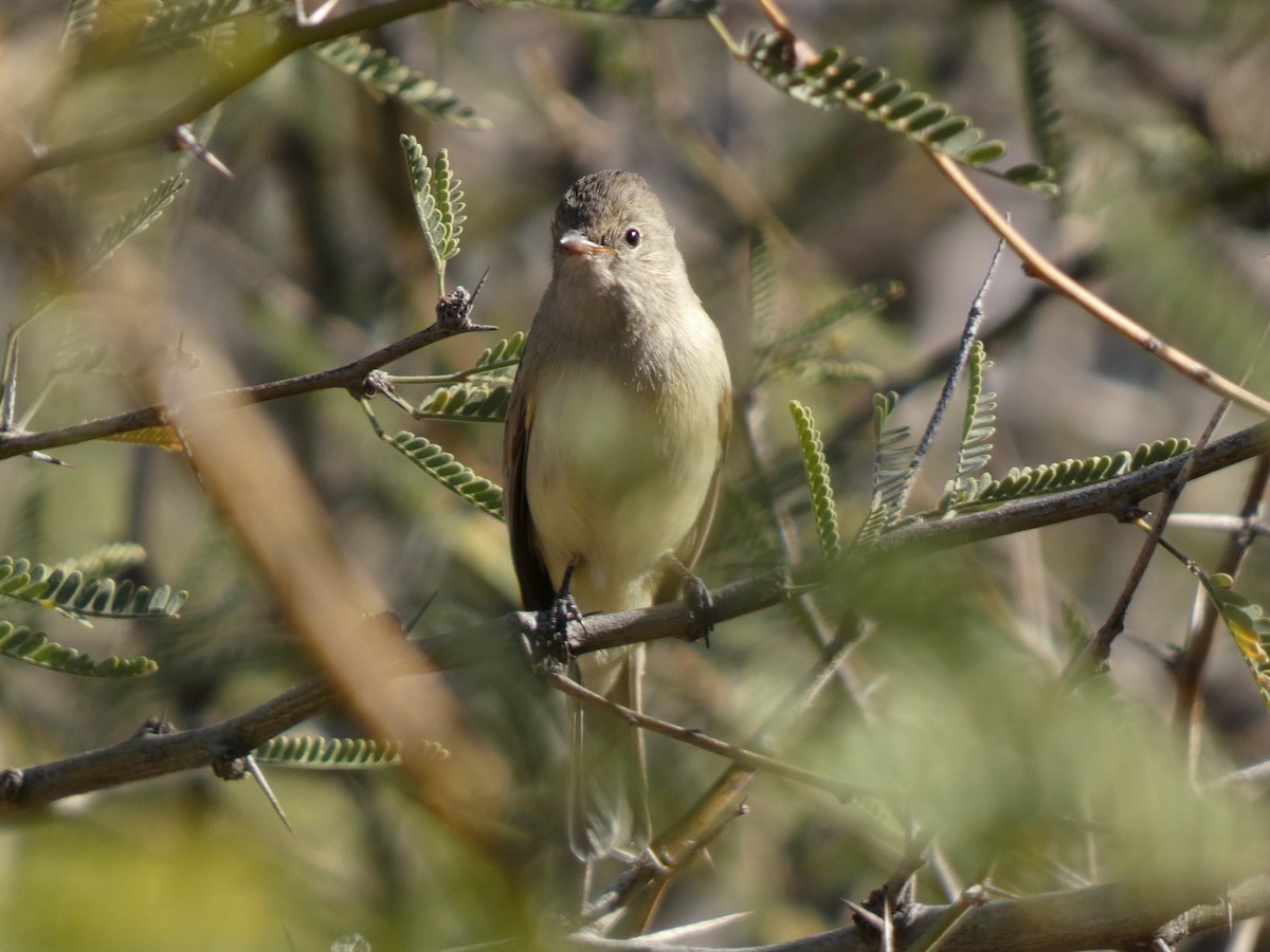 nordglattyrannulett - ML647222389