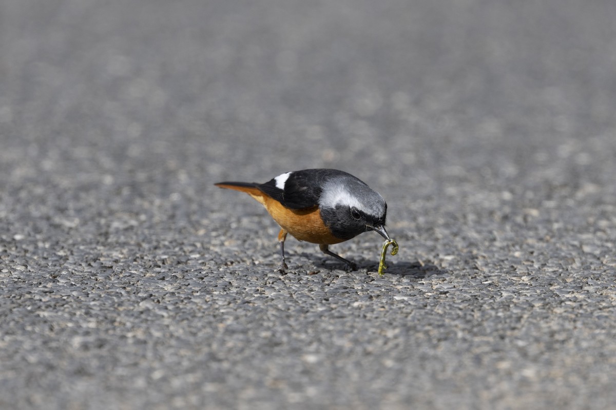 Daurian Redstart - ML647222401