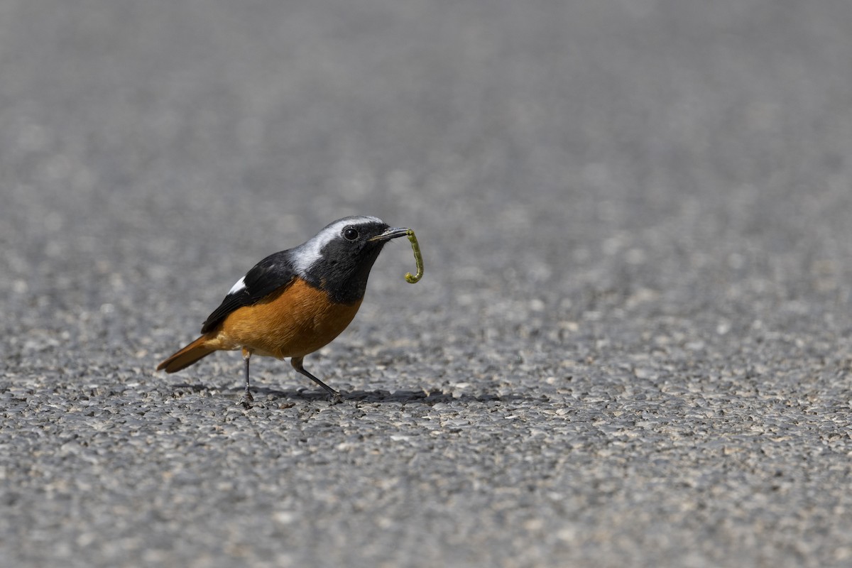 Daurian Redstart - ML647222402