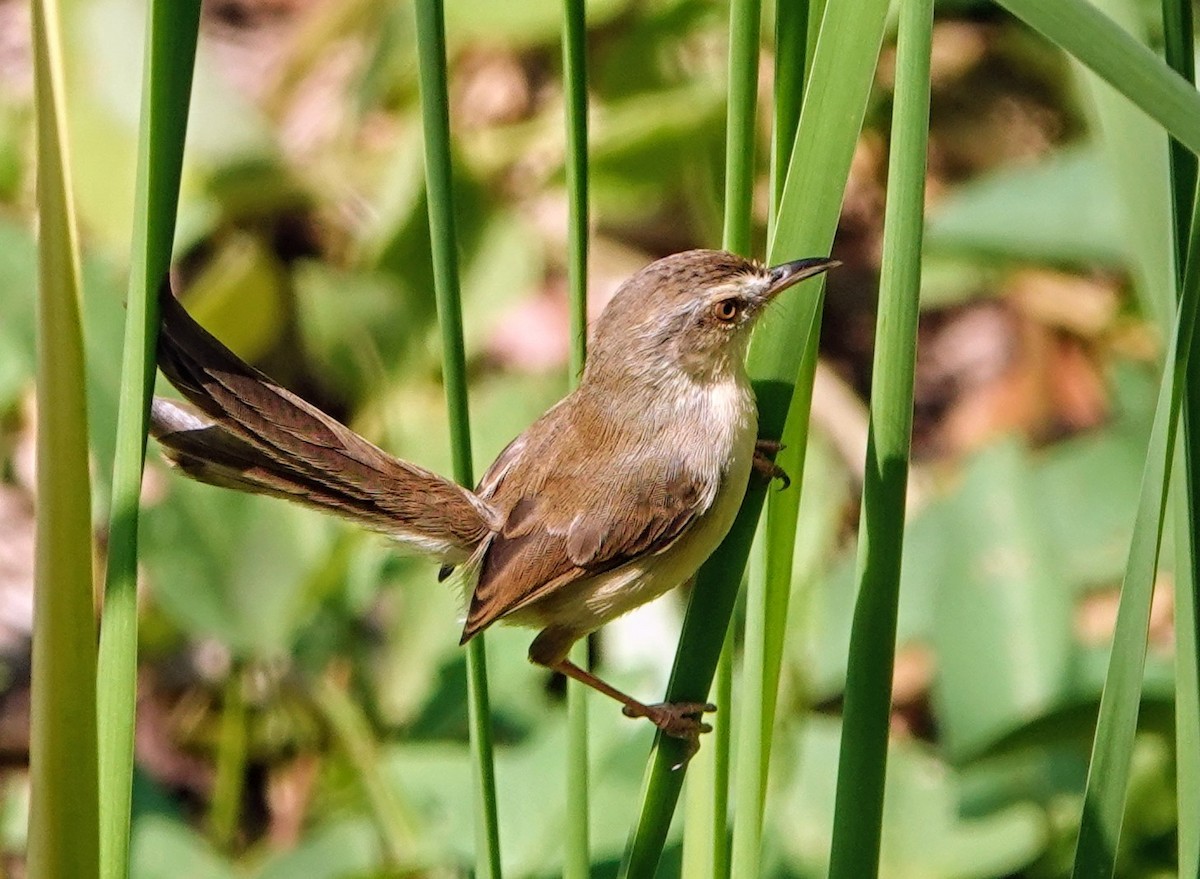 Prinia Sencilla - ML647222407