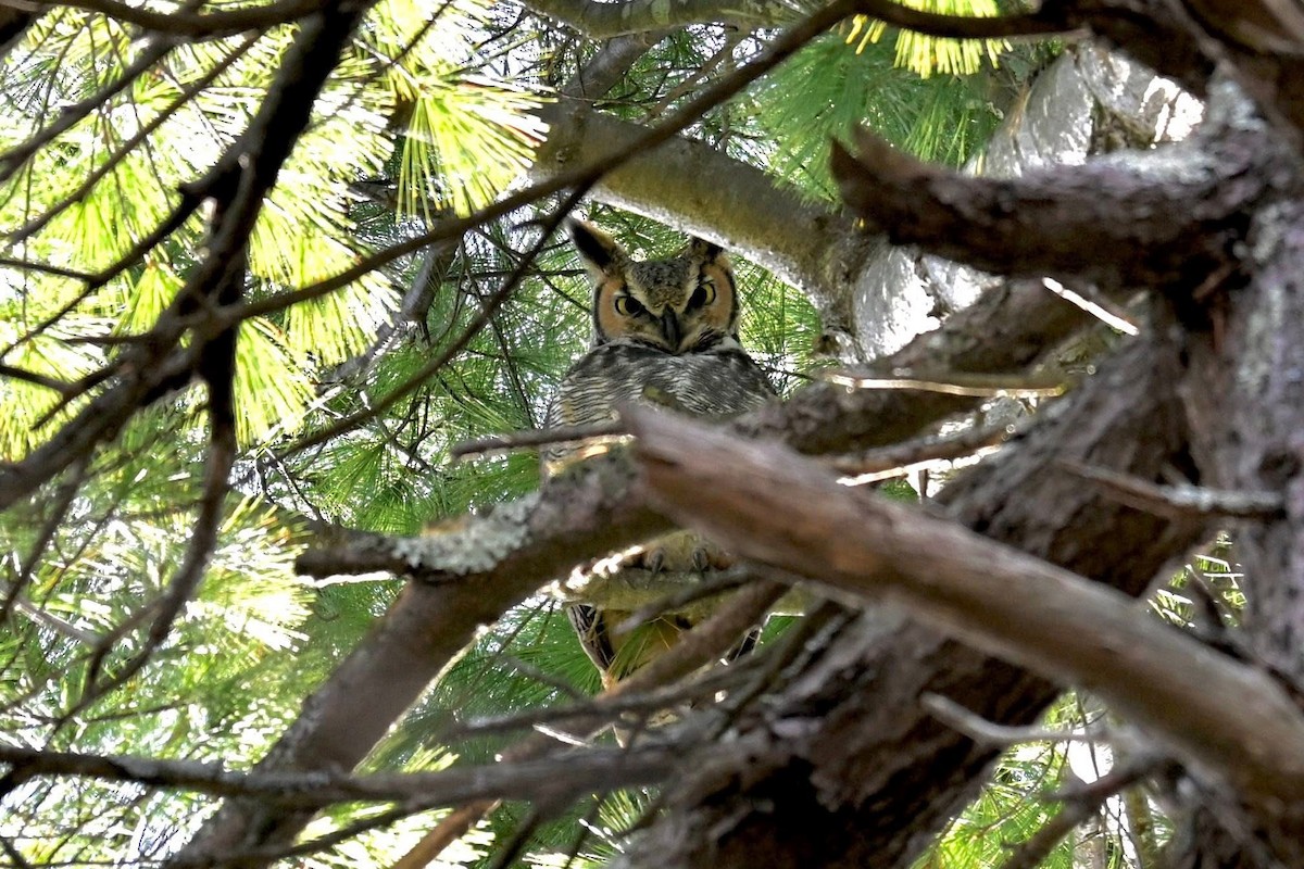 Búho Americano - ML647222409