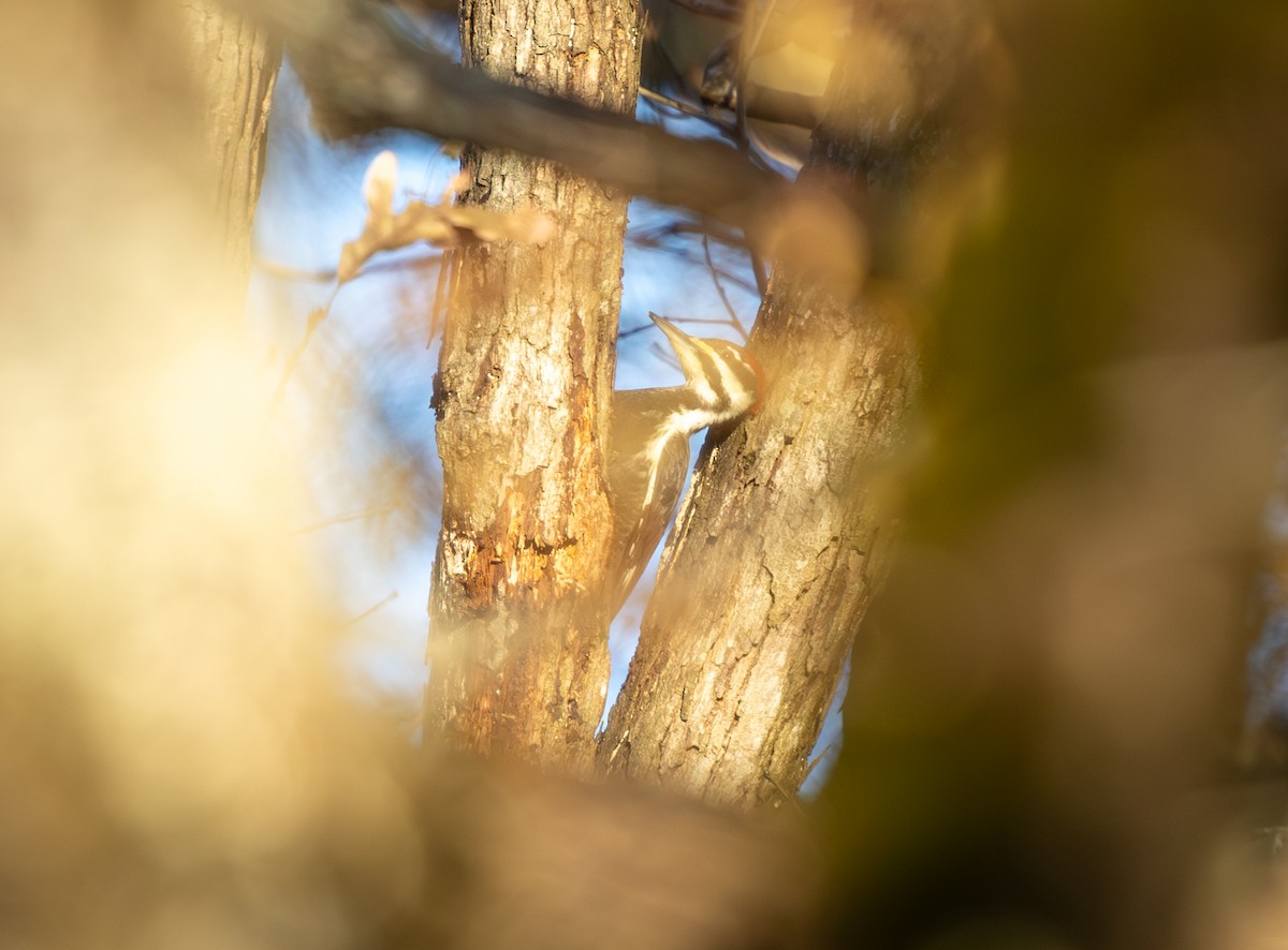 Жовна північна - ML647222411