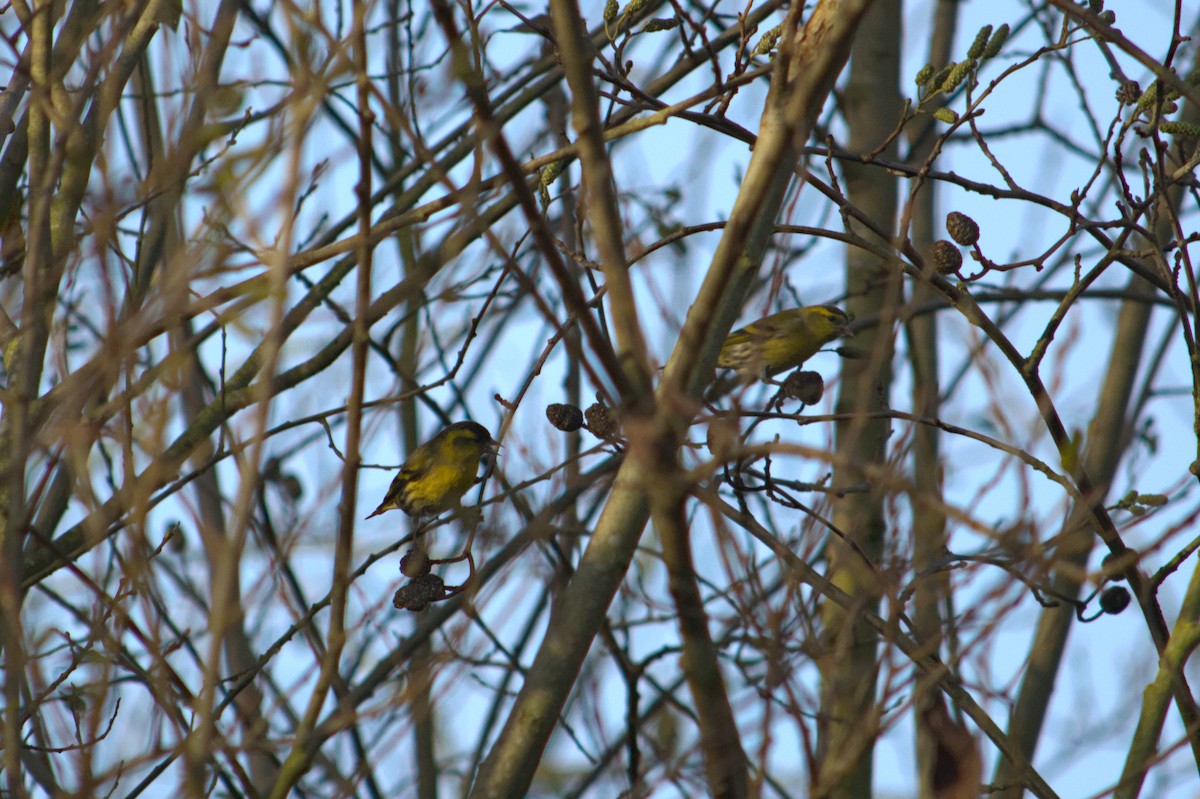 Eurasian Siskin - ML647222417