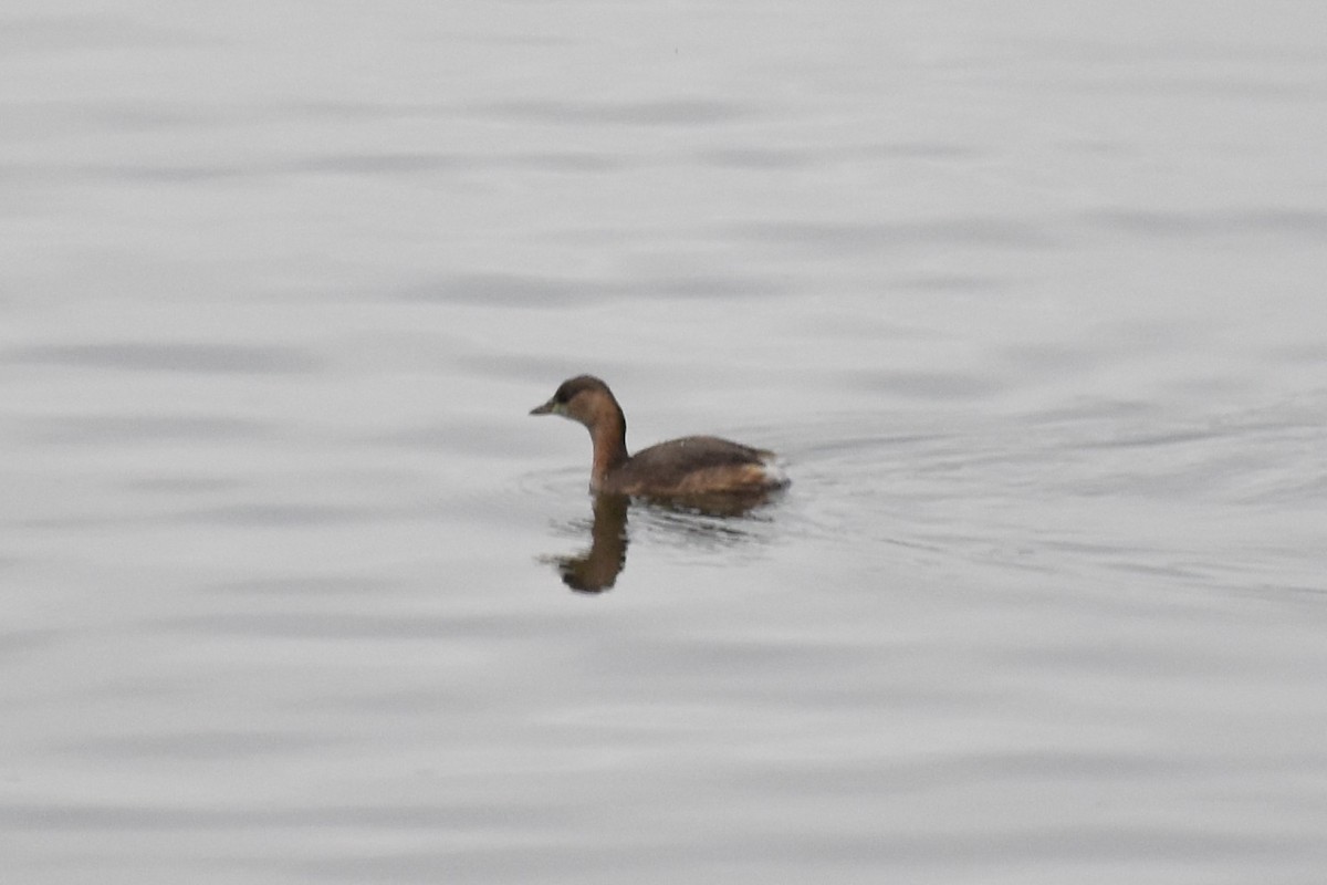 Little Grebe - ML647222419