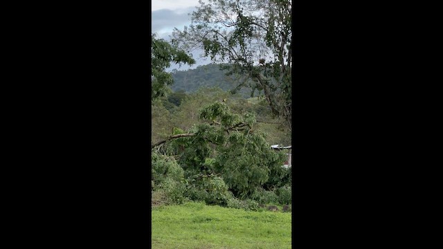 tukan středoamerický - ML647222428