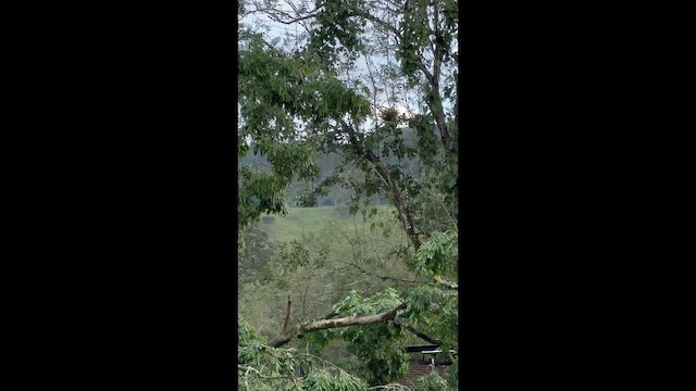 tukan středoamerický - ML647222429