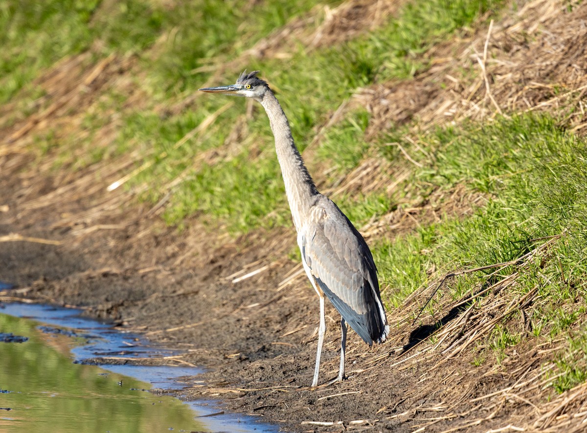 Great Blue Heron - ML647222452