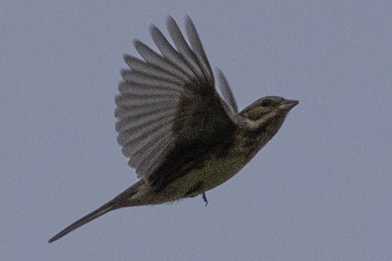 Black-faced Bunting - ML647222456