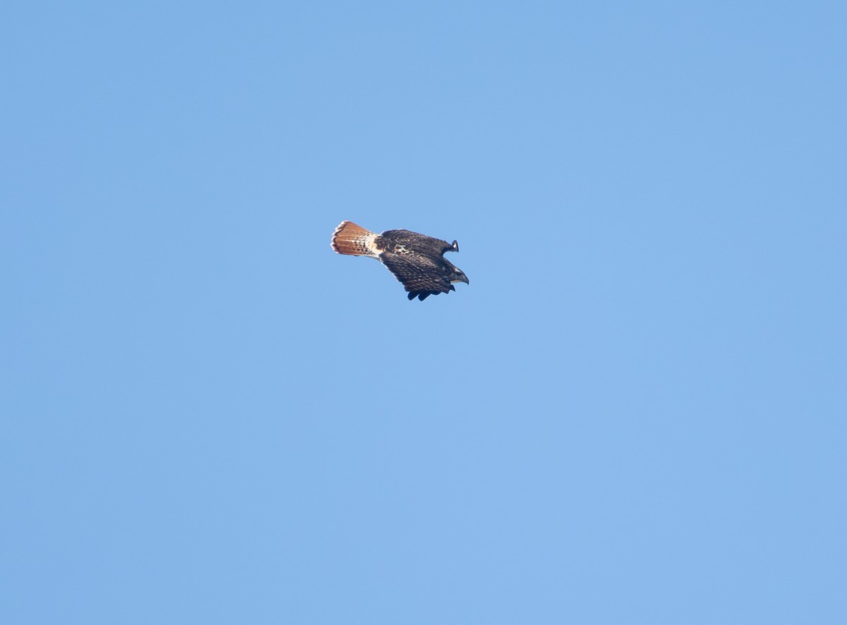 Red-tailed Hawk - ML647222471