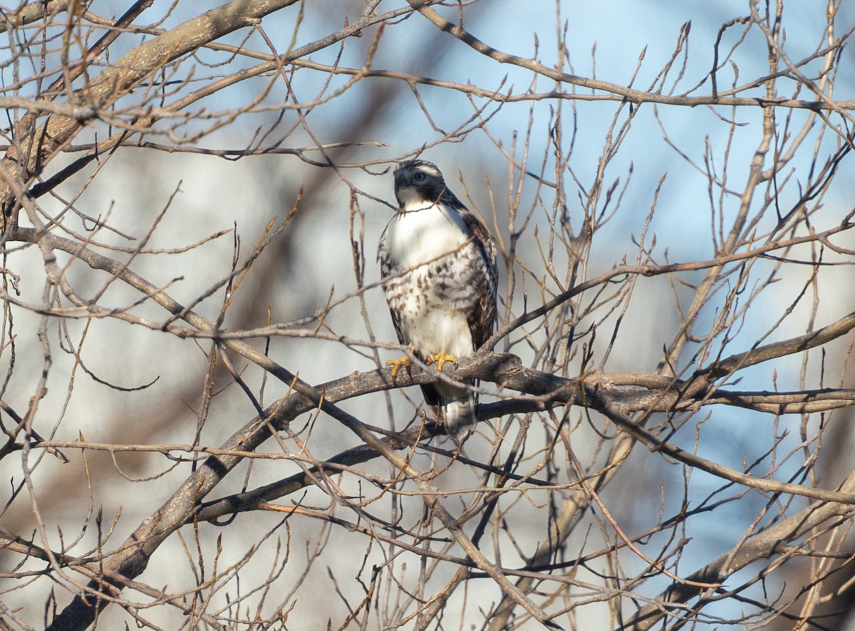 Red-tailed Hawk - ML647222472