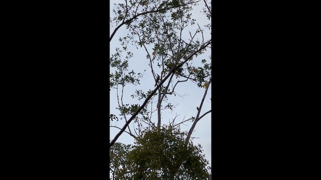 arassari pestrý - ML647222475