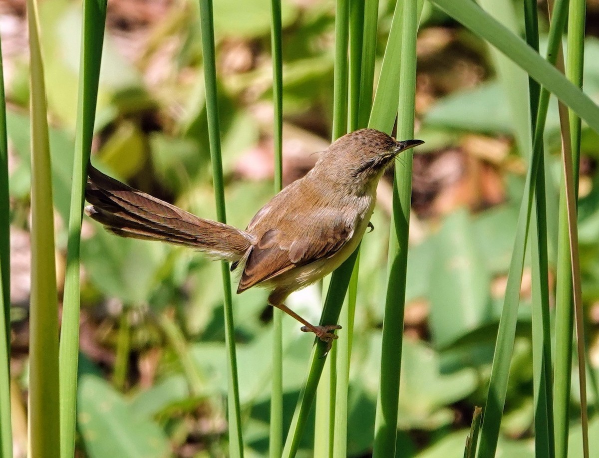 Prinia Sencilla - ML647222476