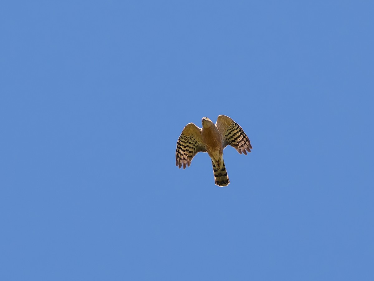 Rufous-breasted Sparrowhawk - ML647222490