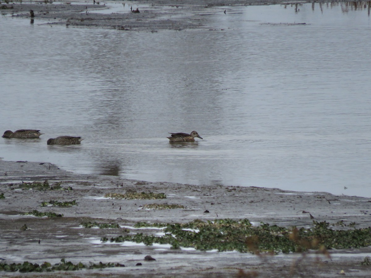 白眉鴨 - ML647222507