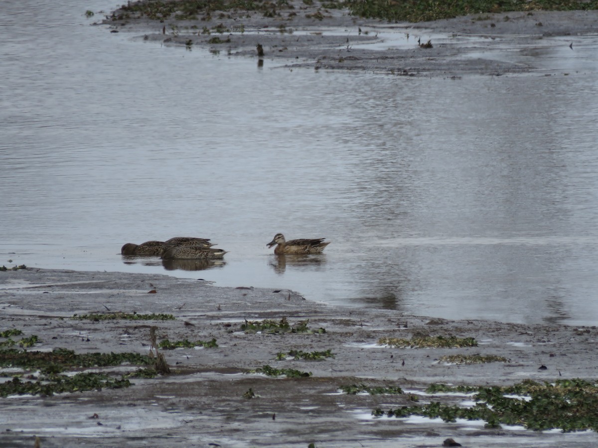 白眉鴨 - ML647222508