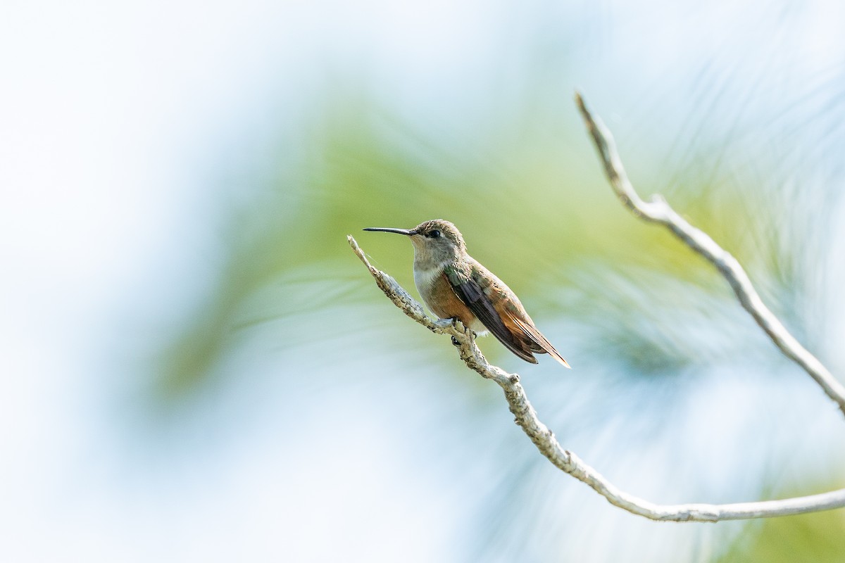 Колібрі-аметист багамський - ML647222510