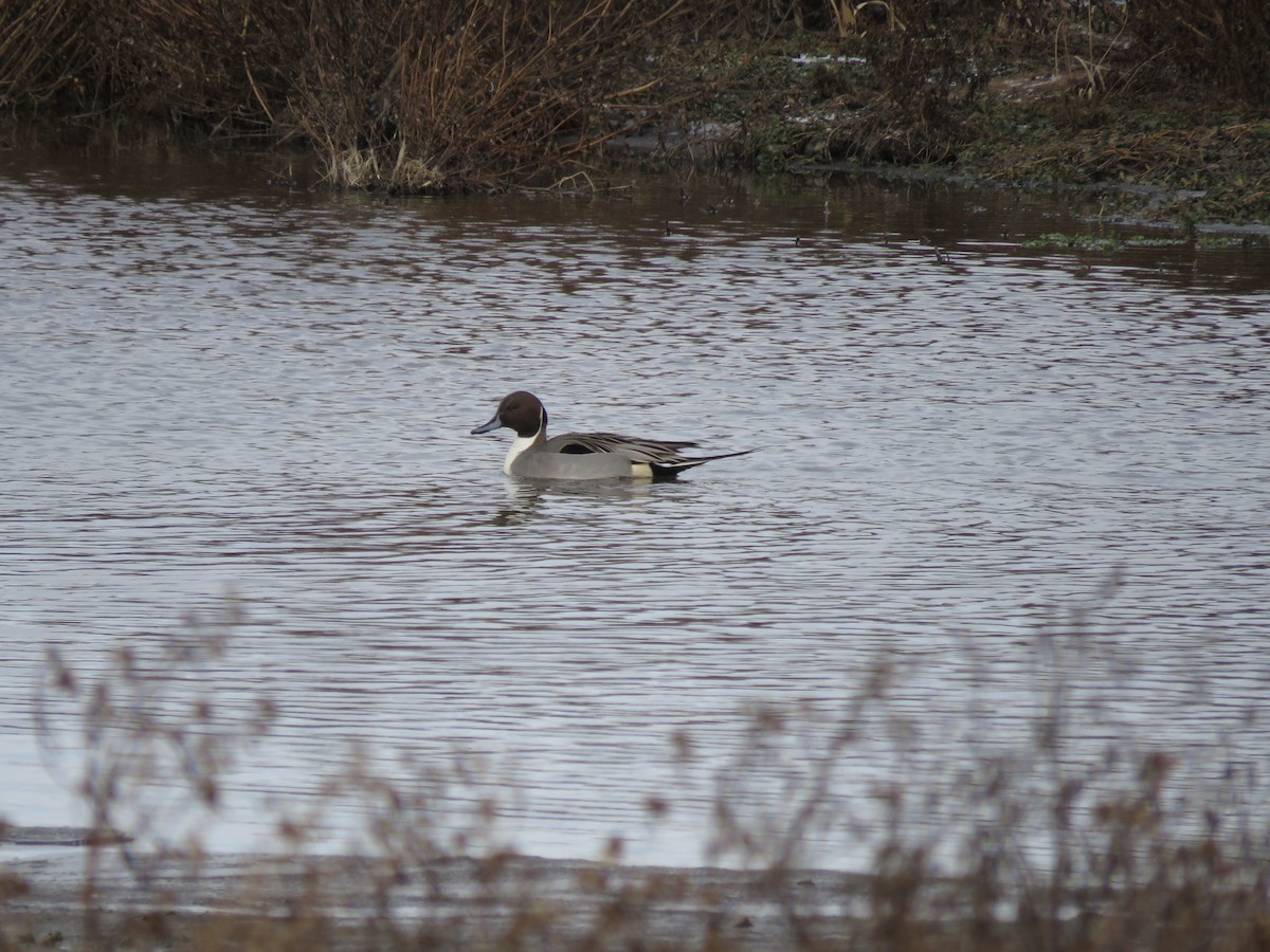 尖尾鴨 - ML647222511