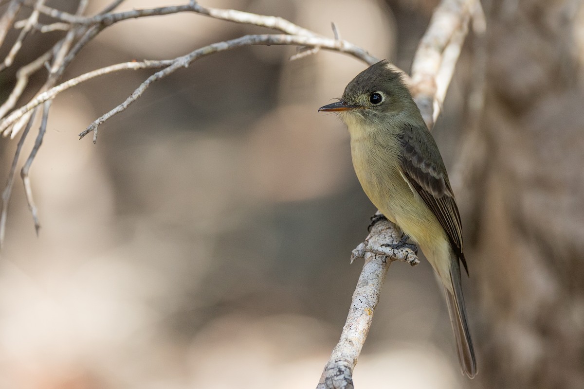 Піві карибський - ML647222514