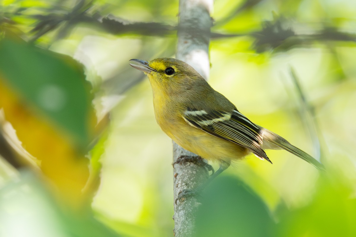 Віреон товстодзьобий - ML647222515