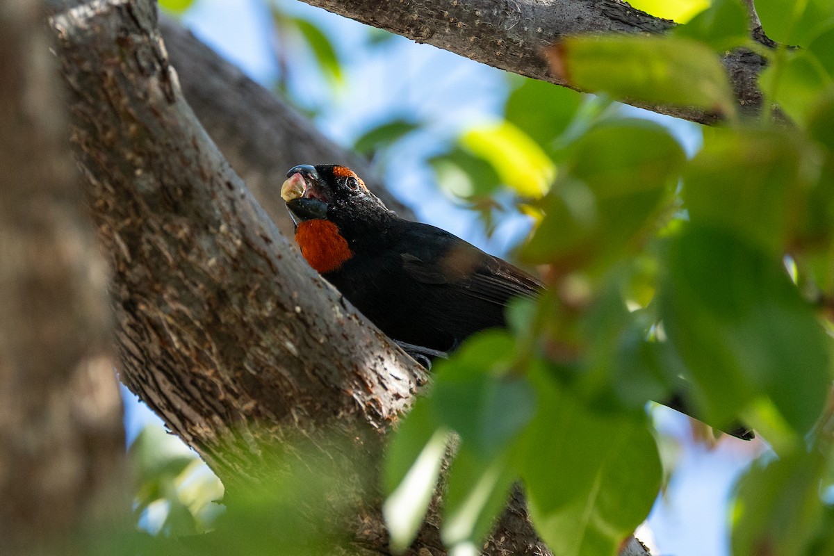 Карпачо великий - ML647222523