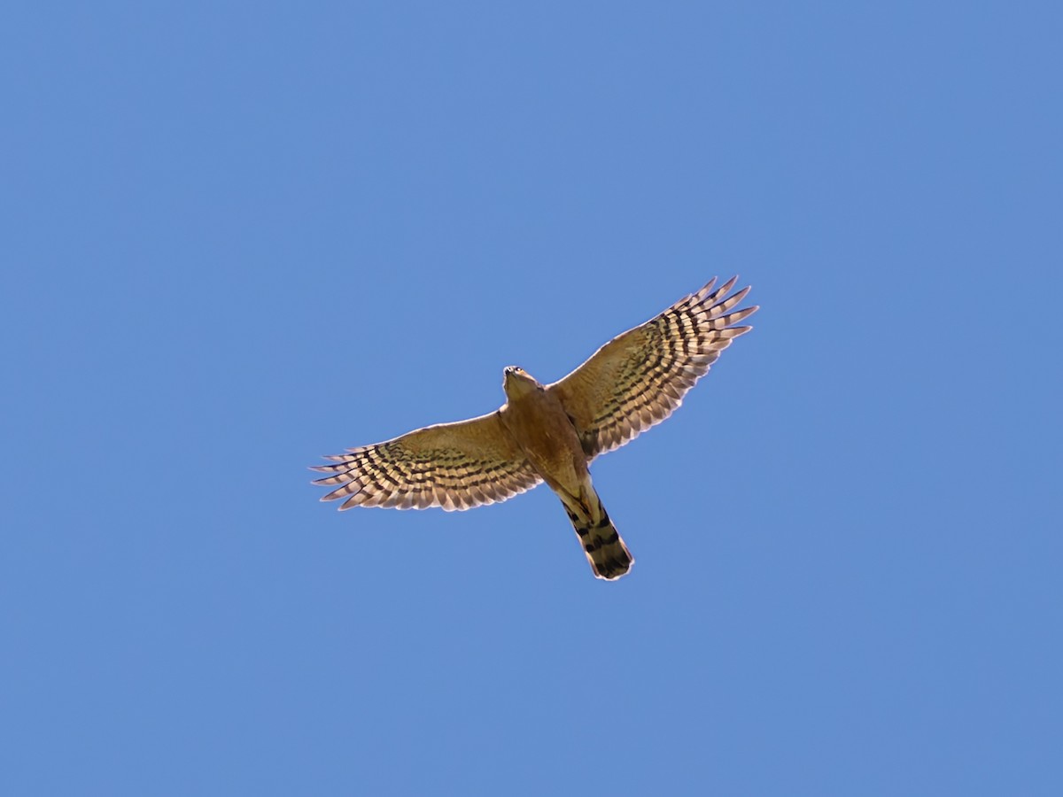 Rufous-breasted Sparrowhawk - ML647222527