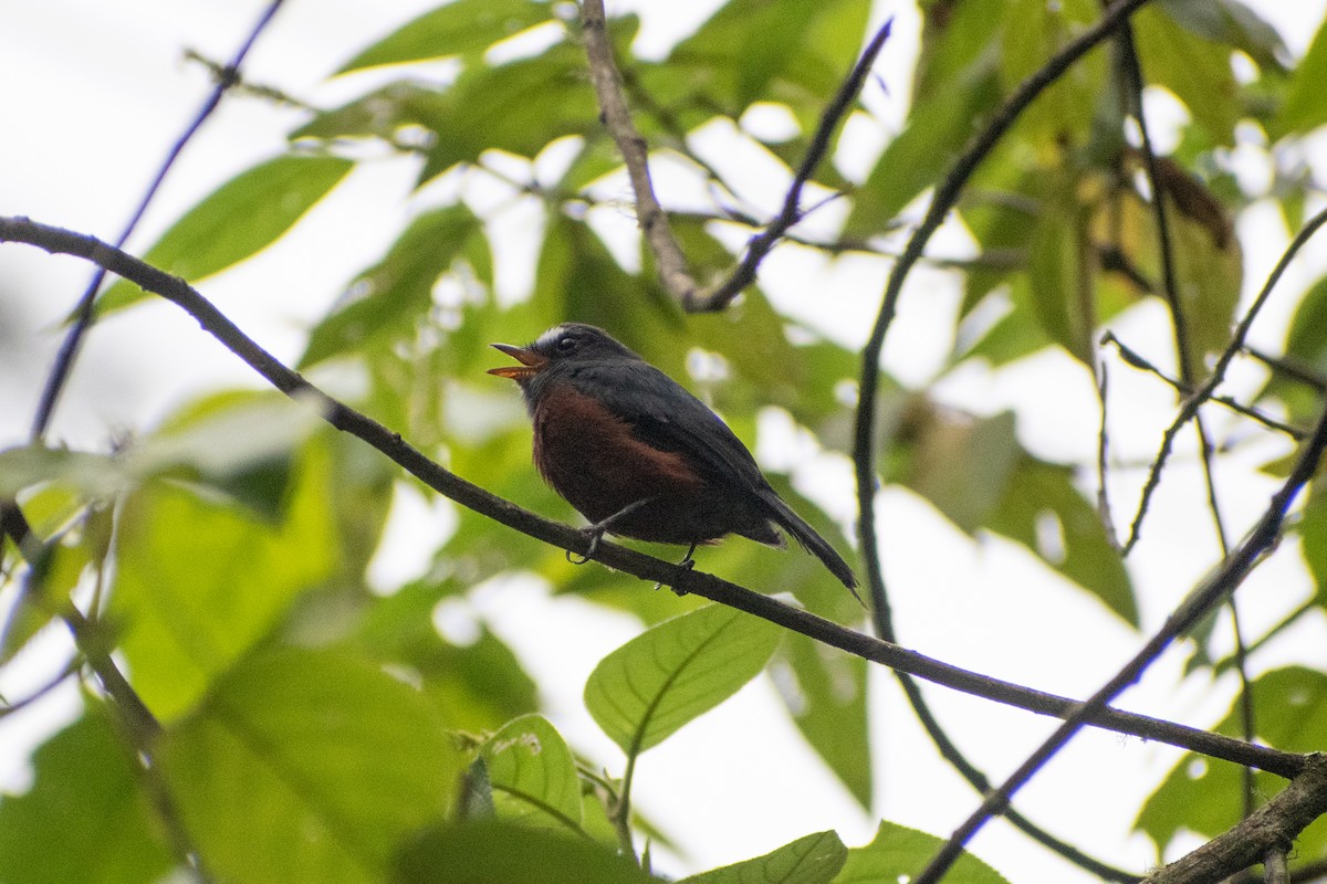 Chestnut-bellied Chat-Tyrant - ML647222528