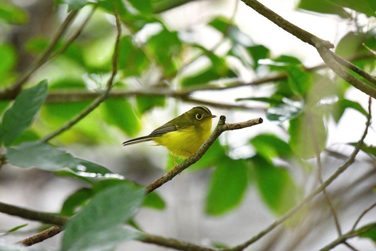 White-spectacled Warbler - ML647222564