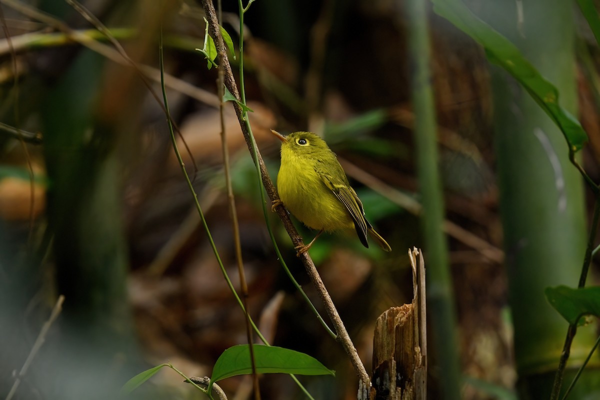 White-spectacled Warbler - ML647222565
