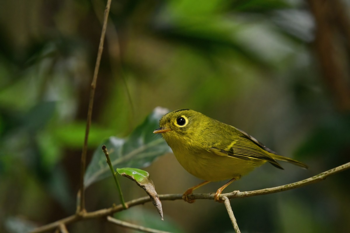 White-spectacled Warbler - ML647222566