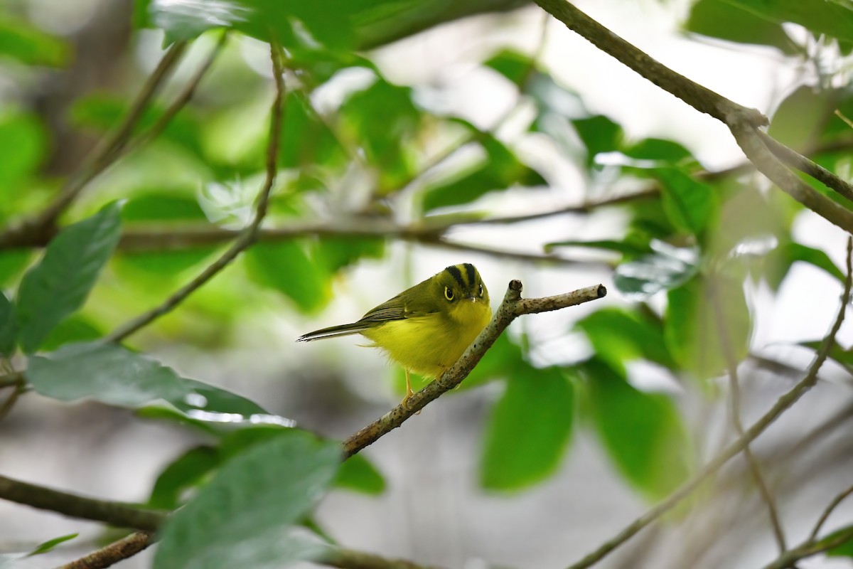 White-spectacled Warbler - ML647222567