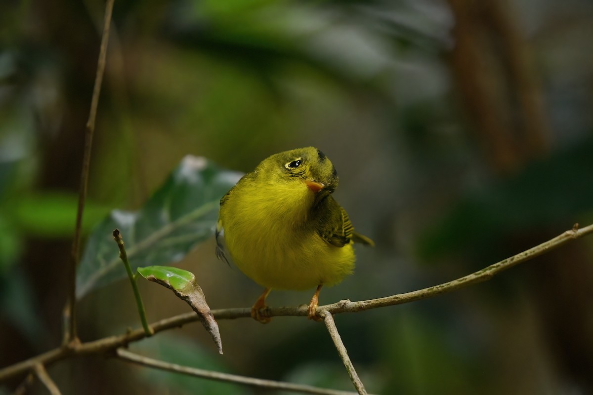White-spectacled Warbler - ML647222568