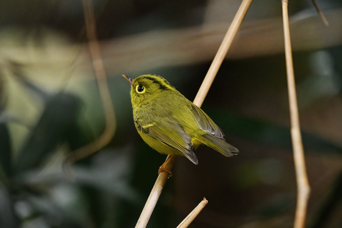 White-spectacled Warbler - ML647222569